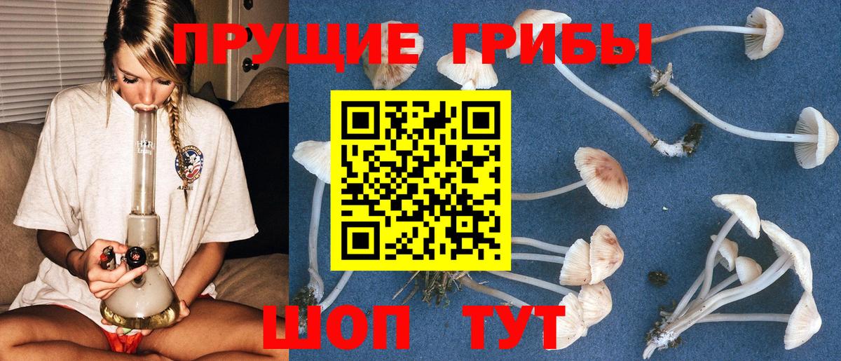Домодедово  Псилоцибиновые грибы Cubensis  Вход с VPN  Псилоцибиновые грибы Psilocybine cubensis 