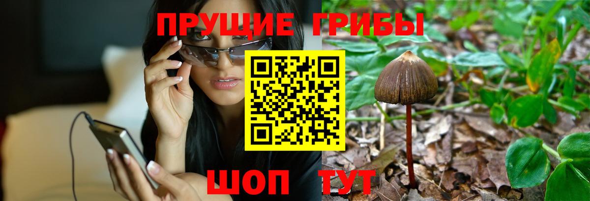 Псилоцибиновые грибы Psilocybe Домодедово